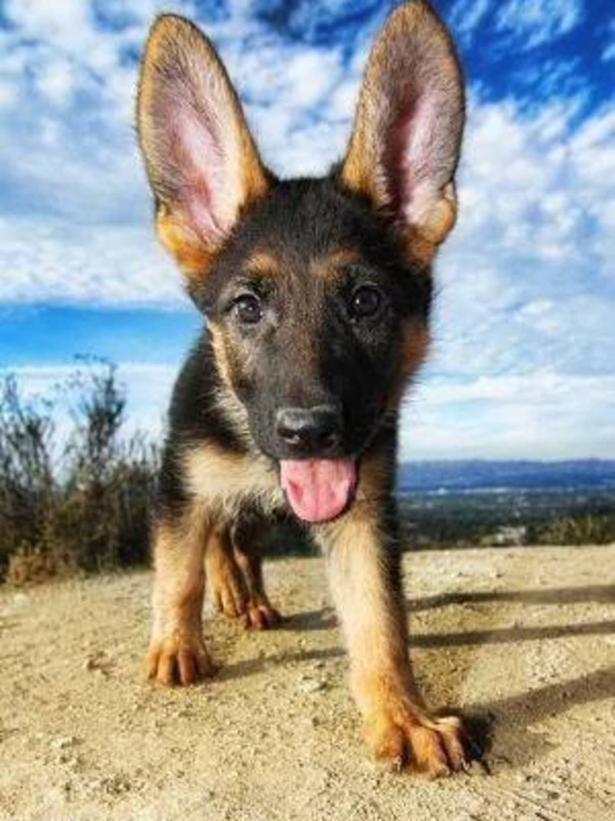 German Shepherd puppy