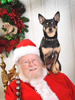 Greyhound Adoption League of Texas presents 2016 GreytStore Holiday Boutique