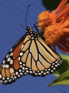 Texas Discovery Gardens presents Fascinating World of Butterflies