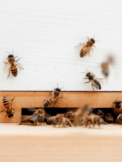 Wabash Beekeeping Class