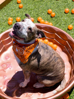 Tito’s Handmade Vodka presents Work Day After Pawty