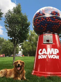 Camp Bow Wow presents GiveAFetch