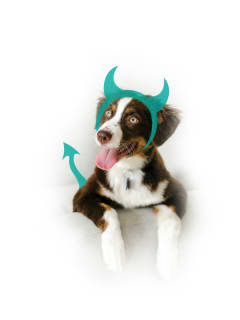 A Halloween Party for You...And Your Little Dog, Too!