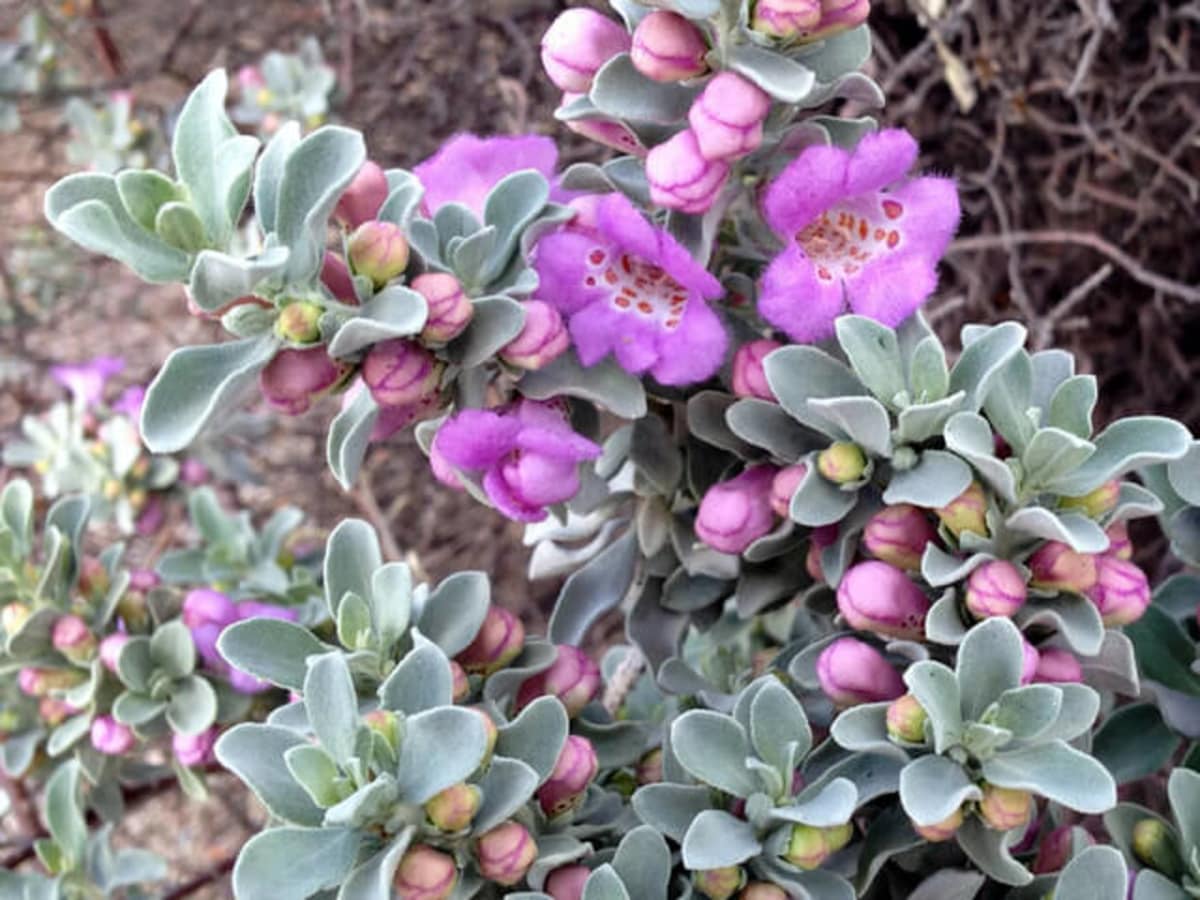 10 essential native shrubs for a Southwestern garden CultureMap Austin