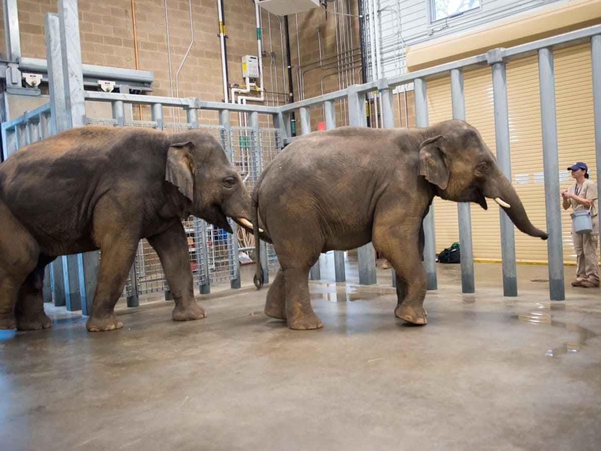 Elephant walk Thai, Tucker, and Baylor move into new Houston Zoo digs