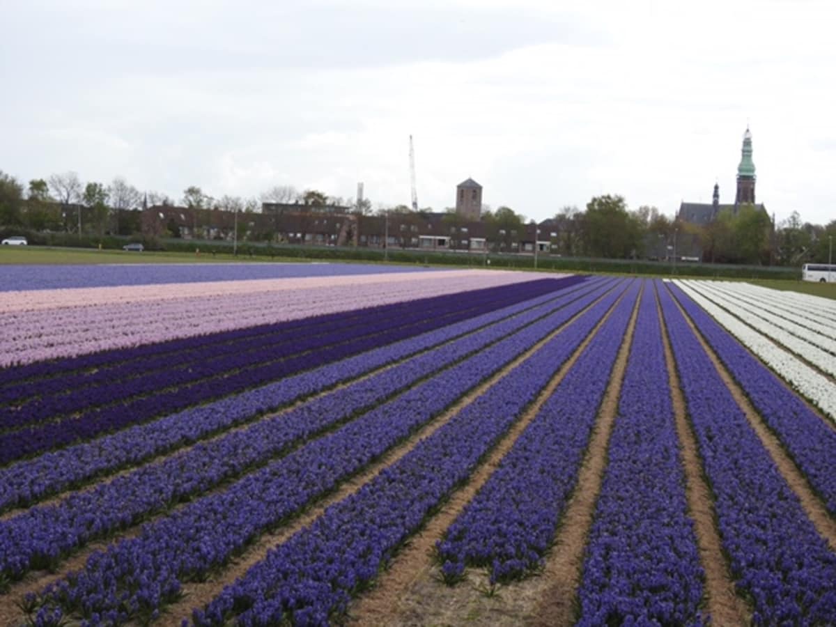 purple tulip fields