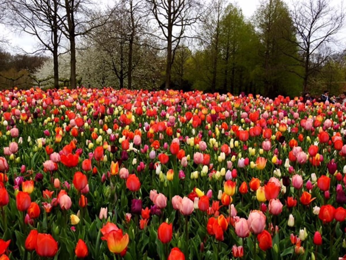Red Tulips