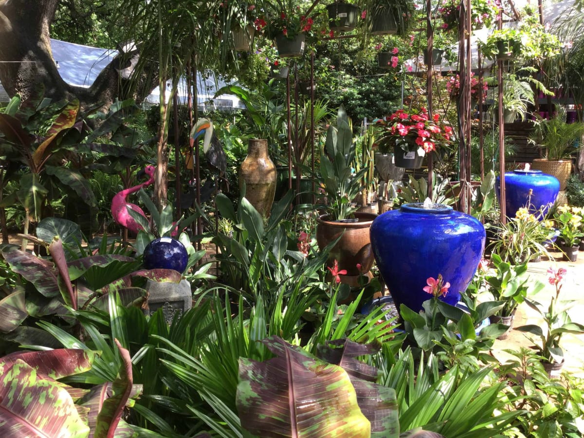 The Great Outdoors Austin nursery plants