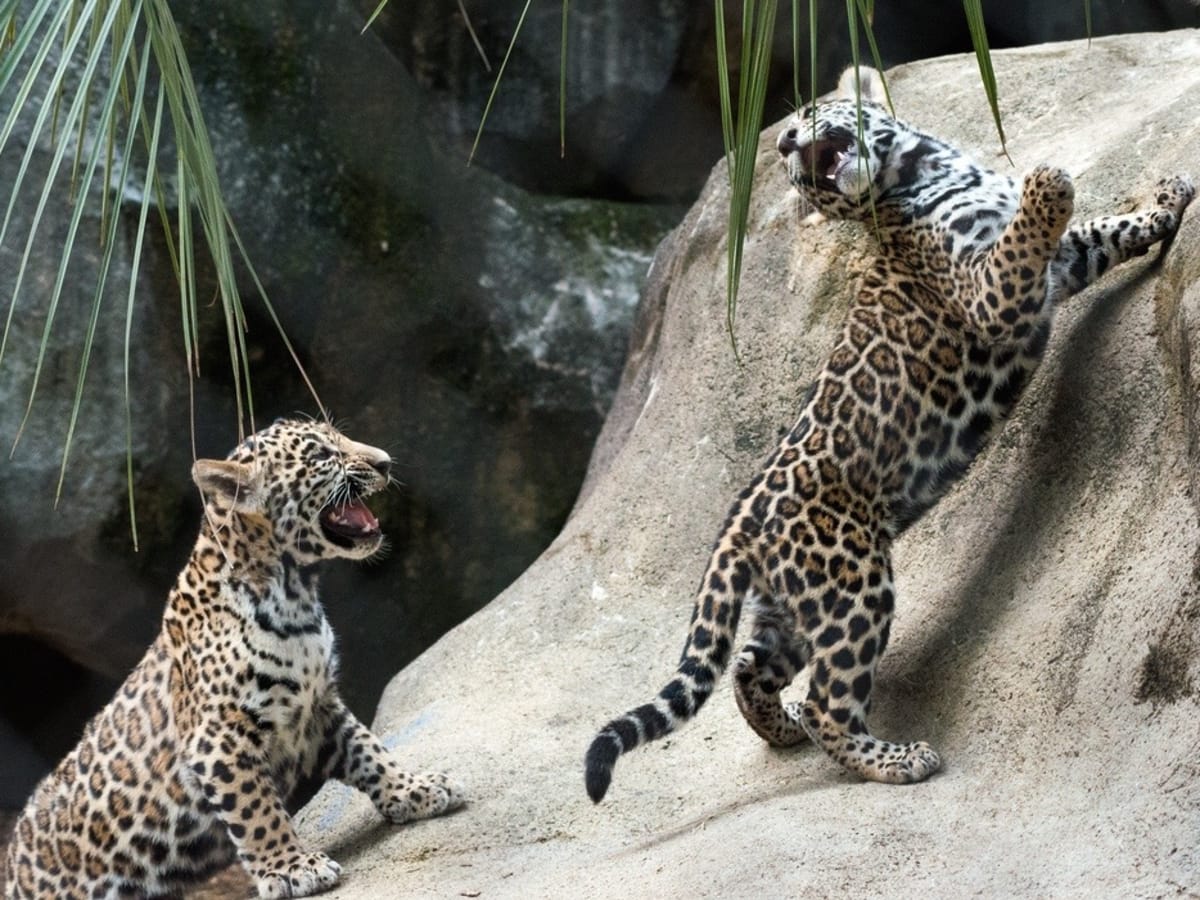 New jaguars born at the Houston Zoo