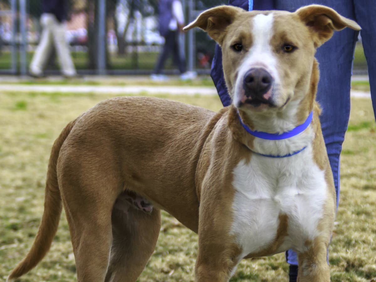 Hoffman's Houston - Pet of the Week - Blue