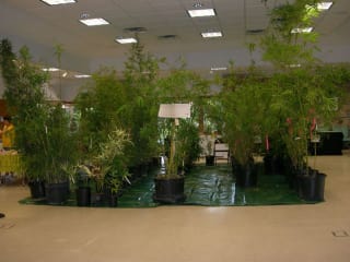 Texas Bamboo Society presents 23rd Texas Bamboo Festival