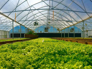 Sustainable Harvesters presents Special Lettuce Tasting