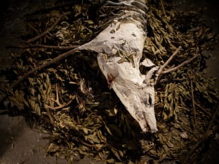 Galveston Arts Center presents Prey and Interpreting Memory