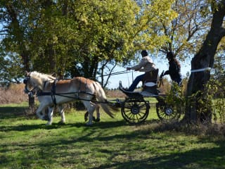 Black Star Sport Horses presents Tejas Carriage Association Combined Driving Event & Horse Driving Trial