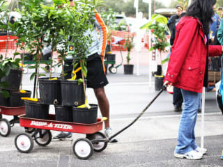 Urban Harvest presents 17th Annual Fruit Tree Sale