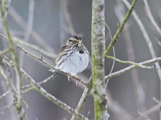 Dogwood Canyon Audubon Center presents Winter Bird Count