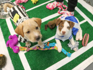 Austin Humane Society presents 10th Annual Puppy Bowl