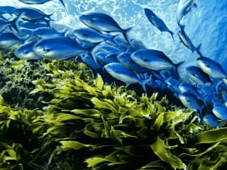 National Geographic Live presents <i>Ocean Soul</i>
