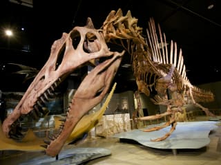 National Geographic Live Series presents <i>Spinosaurus: Lost Giant of the Cretaceous</i>