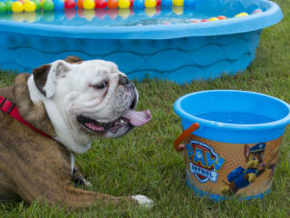 Sienna Plantation presents Canine Carnival and Fun Run