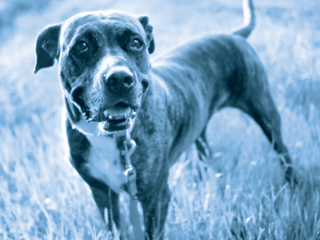 Barkworthies Chews Rescue Program