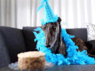 Greyhound Adoption League of Texas 16th Anniversary