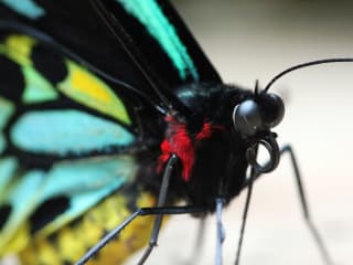 Texas Discovery Gardens presents Butterflies and Bugs Family Festival