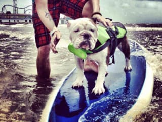 4th Annual Ohana Surf Dog Competition