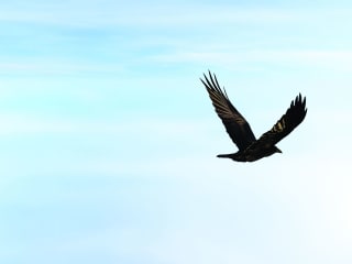 What Wings They Were: The Case of Emeline