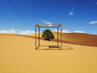 Shiki Timeless Pine tree