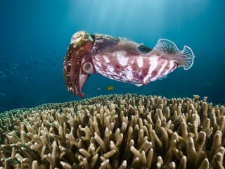 FotoFest 2016 Biennial presents An Evening With National Geographic