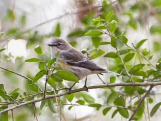 Winter Birding with Gary Clark