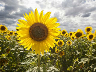 Sunflowers in France #1