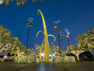 The Plaza Tree