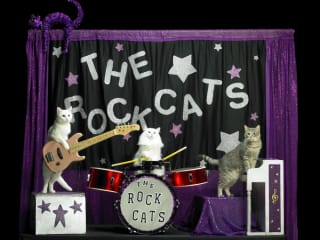 Tuna and the Rock-cats_Amazing Acro-cats_Samantha Martin_2014
