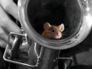 Tapestry Dance Company - Of Mice and Music A - December 2014