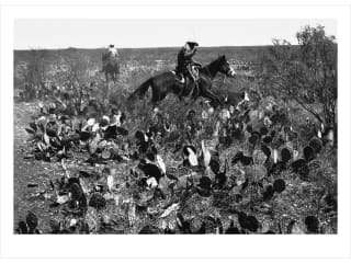 The Heritage Society presents Vaquero: Genesis of the Texas Cowboy