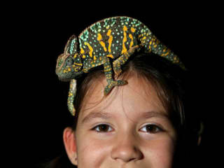 Houston Exotic Reptile and Pet Show