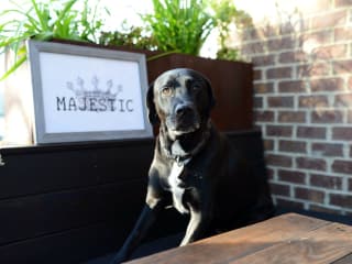 Dog at Henry's Majestic in Dallas