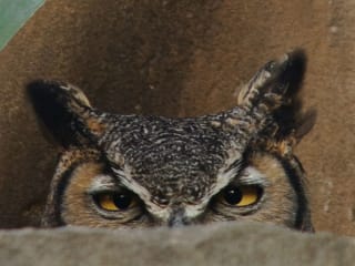 Lady Bird Johnson Wildflower Center presents Nature Nights
