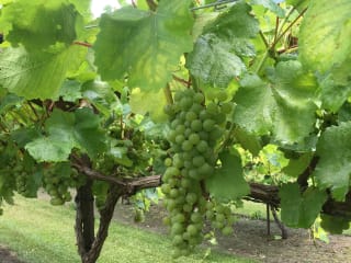 Wild Stallion Vineyards presents Harvest Day Festival