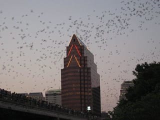 Austin Photo: Places_unique_austin_congress_avenue_bat_bridge_bats