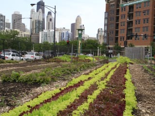 14 Pews Bayou City Food and Film Festival: Growing Cities