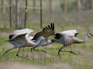 Galveston Island Nature Tourism Council's "Breakfast with the Sandhill Cranes"
