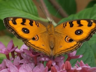 Butterfly at Texas Discovery Gardens in Dallas
