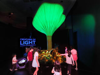 Creatures of Light