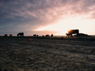 scene from the movie Hanna Ranch