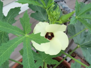 Edible Earth Resources Class: "Gardening 365: The Summer Vegetable Garden in Houston"