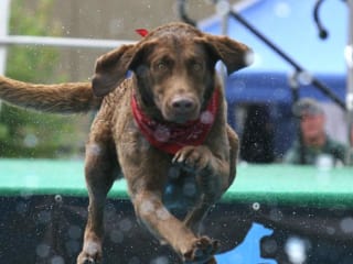 Dog Days at Discovery Green