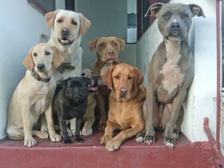 News_dogs_porch